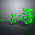 Three Vibrant Green Plants of Different Sizes on Dark Reflective Surface