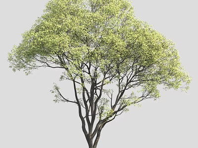 Lush Green Tree With Natural Dark Branches And Vibrant Foliage 3d model