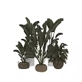 Bonsai Potted Plants With Large Green Leaves And Natural Clay Planters