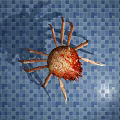 Modern Crab 3d model