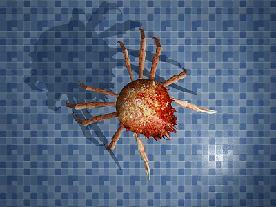 Detailed View Of Red Shell Aquatic Crab With Multiple Legs On Blue Tiled Background 3d model