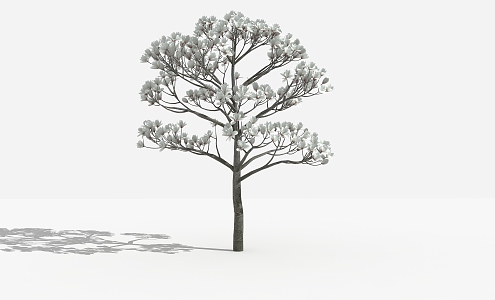 Modern tree Magnolia 3d model