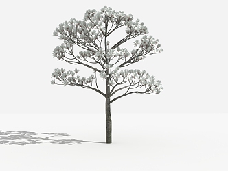 Modern tree Magnolia 3d model