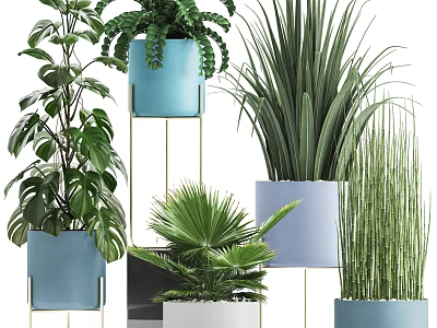 Indoor Potted Bonsai Plants With Various Green Foliage And Colored Planters 3d model
