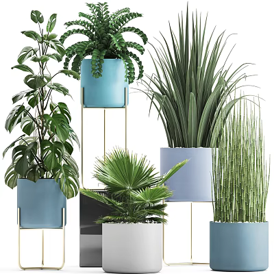 Indoor Potted Bonsai Plants With Various Green Foliage And Colored Planters 3d model