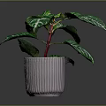 Tropical Houseplant With Green Leaves White Stripes And Red Stems In Pink Ribbed Pot