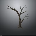 Dry Leafless Tree Trunk With Twisted Branches On Dark Gray Background