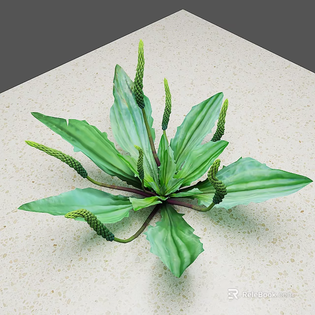 Fresh Edible Green Plant With Broad Leaves And Spikelets For Culinary Use On Countertop 3d model 