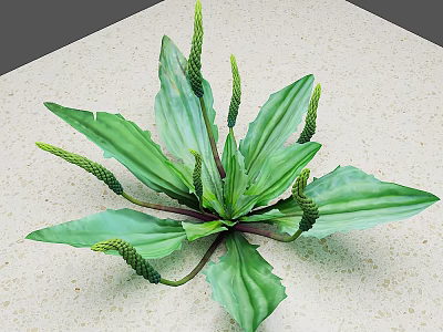 Fresh Edible Green Plant With Broad Leaves And Spikelets For Culinary Use On Countertop 3d model