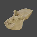 Realistic 3D Model of Ape Skull Showing Anatomical Structure Details