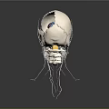 Human Head Organs Anatomical Structure 3D Model with Skull Brain and Nerves 3d model