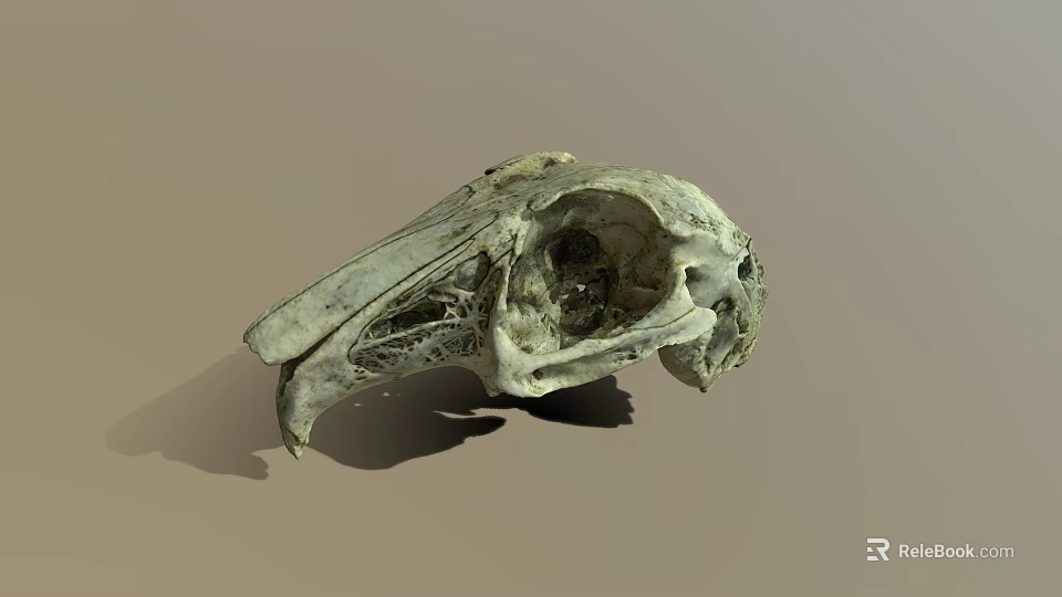Detailed Animal Skull Skeleton With Natural Bone Texture And Hollow Eye Sockets 3d model 