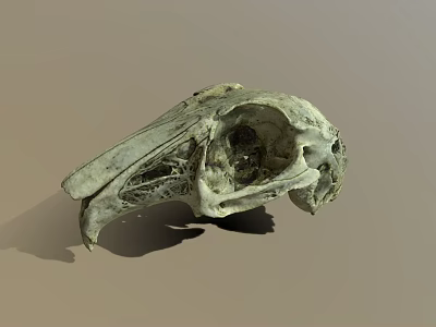 Detailed Animal Skull Skeleton With Natural Bone Texture And Hollow Eye Sockets 3d model