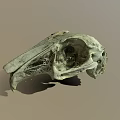 Detailed Animal Skull Skeleton With Natural Bone Texture And Hollow Eye Sockets
