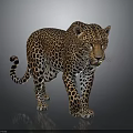 Realistic Spotted Leopard Standing In Lifelike Posture On Gray Background With Detailed Fur