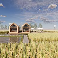 Rural Landscape with Golden Rice Fields Two Wooden Houses and Calm Pond