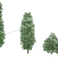 Evergreen Arborvitae Trees in Various Sizes with Lush Green Foliage and Brown Trunks