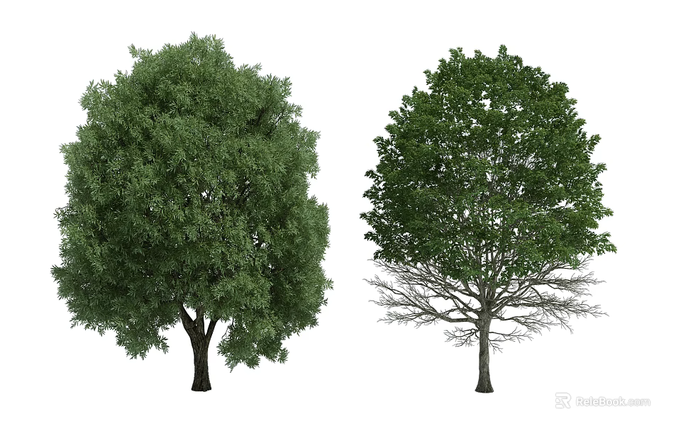 Two Deciduous Trees Displaying Lush Foliage and Bare Branches in Seasonal Contrast 3d model 
