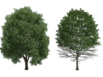 Two Deciduous Trees Displaying Lush Foliage and Bare Branches in Seasonal Contrast 3d model