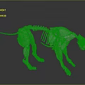Detailed Dog Skeleton 3D Model With Realistic Bone Structure And Digital Rendering