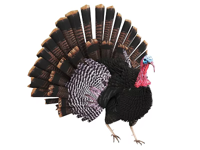 Striking Male Turkey Displaying Spread Tail Feathers And Colorful Head 3d model
