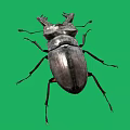 Large Stag Beetle With Prominent Mandibles On Green Screen Background Displaying Intricate Exoskeleton Details