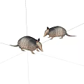 Two Armadillo Reptiles With Scaly Shells Standing Side By Side On White Background 3d model