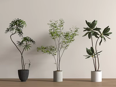 Three Potted Bonsai Trees With Different Leaves In Black Gray White Pots On Wooden Table 3d model