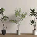 Three Potted Bonsai Trees With Different Leaves In Black Gray White Pots On Wooden Table