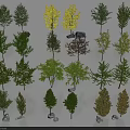 Various Types of Arbor Trees With Green Yellow Purple Foliage and Stones