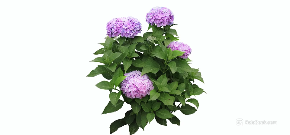 Lush Hydrangea Shrub With Purple Flowers And Green Leaves In Garden 3d model 