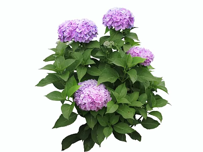 Lush Hydrangea Shrub With Purple Flowers And Green Leaves In Garden 3d model