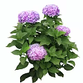 Lush Hydrangea Shrub With Purple Flowers And Green Leaves In Garden