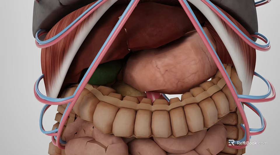 Detailed Anatomical Structure of Abdominal Organs Including Liver Stomach and Intestines 3d model 
