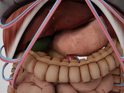 Detailed Anatomical Structure of Abdominal Organs Including Liver Stomach and Intestines 3d model