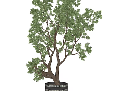 Potted Bonsai Tree with Green Leaves and Brown Branched Trunk in Black Barrel Pot 3d model