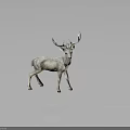 Realistic Standing Deer With Large Antlers On Dark Background With Reflection 3d model