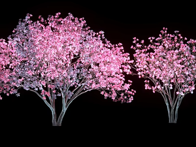 Beautiful Arbor Trees With Vibrant Pink Blossoms In Full Bloom Against Black Background 3d model