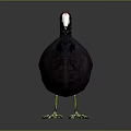 White bone top fool black duck kut bone top chicken bird game animal 3d model