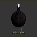 White bone top fool black duck kut bone top chicken bird bird bird bird game animal 3d model