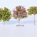 Blooming Arbor Trees With Pink Flowers And Green Leaves In Garden Landscape