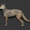 Realistic Wolf 3D Model Standing In Side View With Dark Background And Reflection 3d model