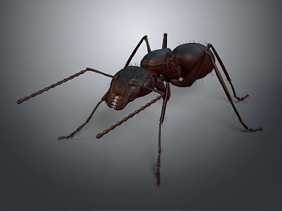 Detailed Close Up View Of An Ant With Long Legs And Antennae On Gray Background 3d model