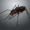 Detailed Close Up View Of An Ant With Long Legs And Antennae On Gray Background