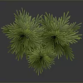 Realistic Two Green Pine Trees With Brown Trunks On Dark Background