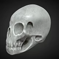 Detailed Human Skull Anatomical Model Medical Device For Medical Educational Training