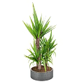 Lush Green Leafy Potted Plant with Broad Leaves in Gray Ceramic Pot