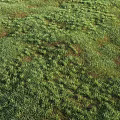 Different Types of Natural Green Grass with Various Growth Patterns and Textures