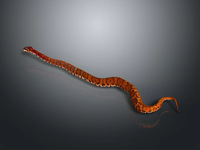 Brown and Orange Patterned Snake Slithering on Gray Background with Reflective Surface 3d model