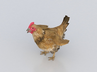 hen old hen chicken cock poultry 3d model